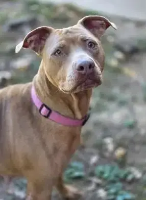 Bella The Beauty photo 4