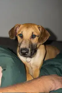 Zeus- Puppy #2 photo 4