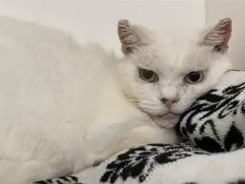 Bella