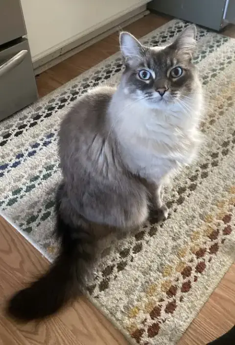 Isabel