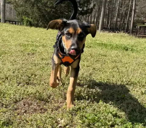 Zola Dd photo 3