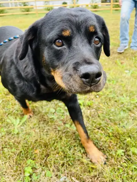 Sierra photo 3