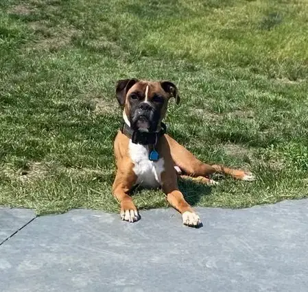 Tyson photo 3