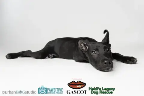 Diesel photo 5