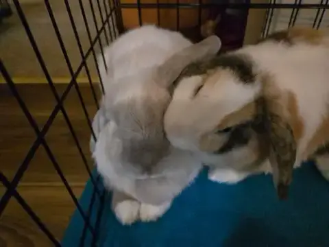 Winter & Magumi Rabbit photo 2