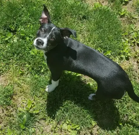 Trixie photo 3