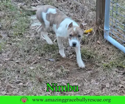 Nimbu photo 3