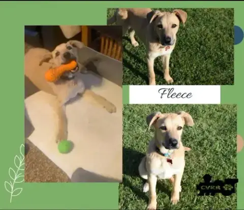 Fleece