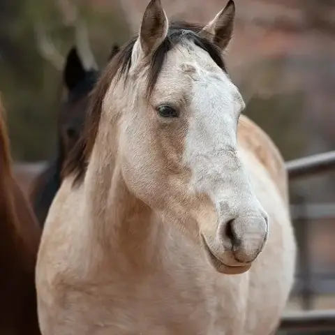 Sweet Pea