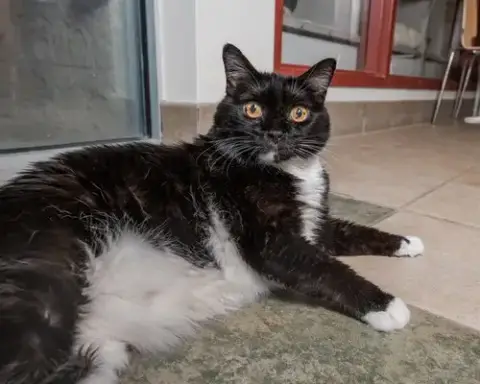 Mac