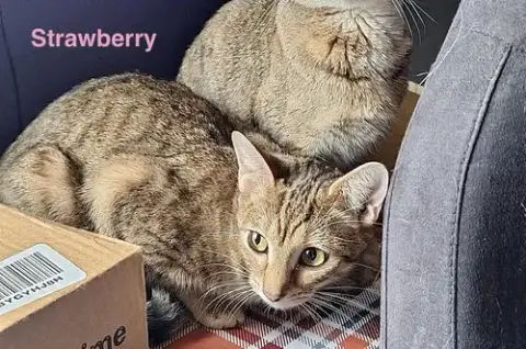 Ss Kitties photo 4