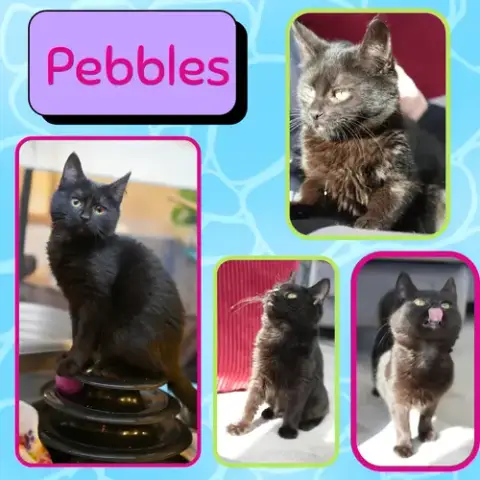 Pebbles And Bambam photo 3