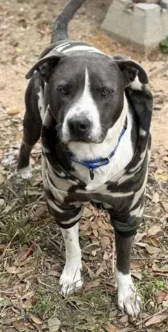 Levi