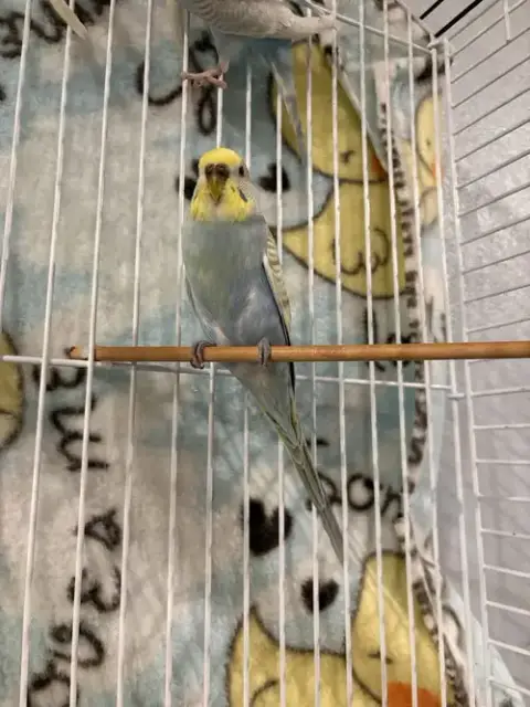 Parakeets photo 4