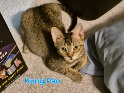 Kung Pao photo 2
