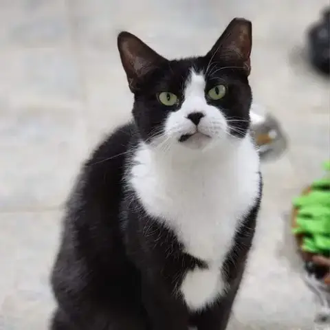 Ludo