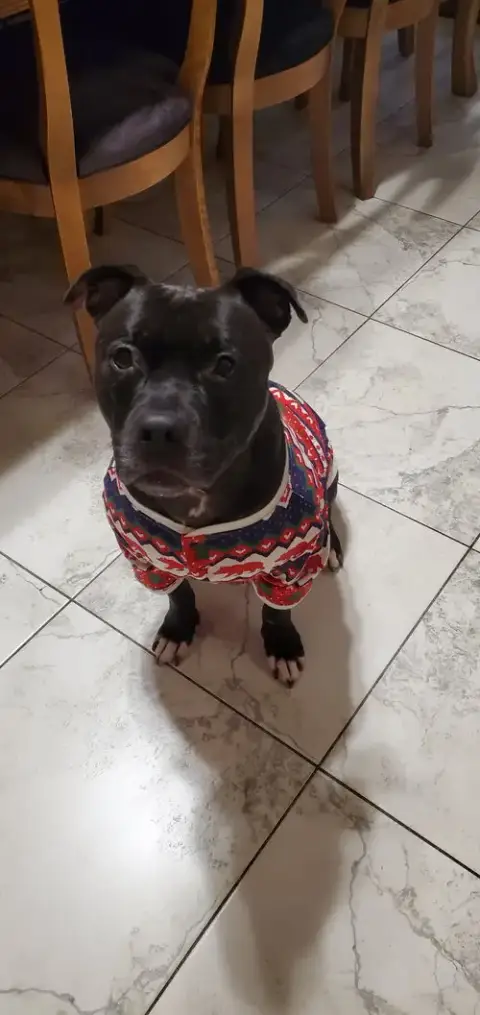 Puppy photo 4