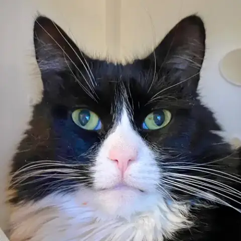 Ferris Mewler