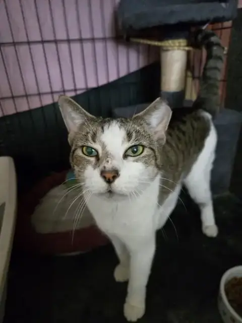 Nala