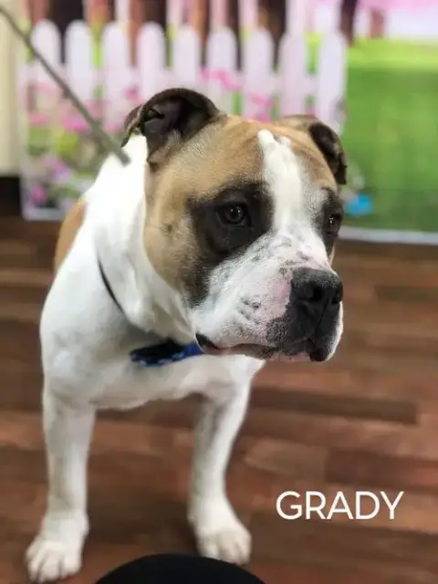 Grady photo 4
