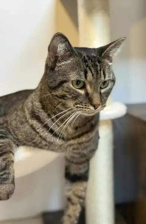 Louie photo 3