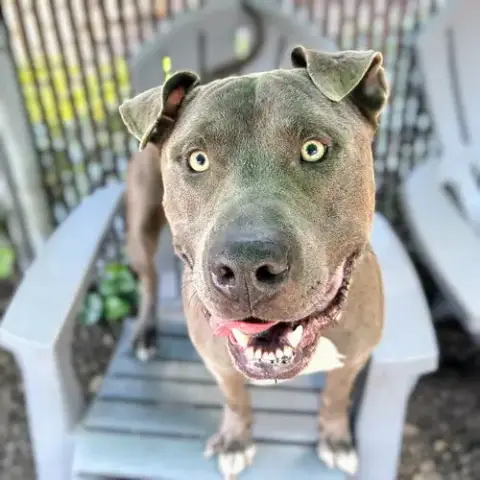 Koa photo 4