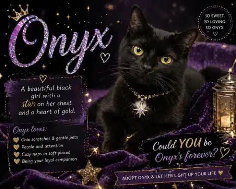 Onyx #1 photo 2