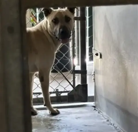 Bubba