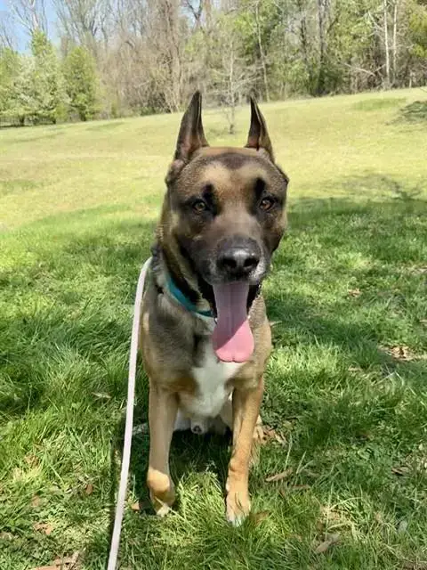 Kiba