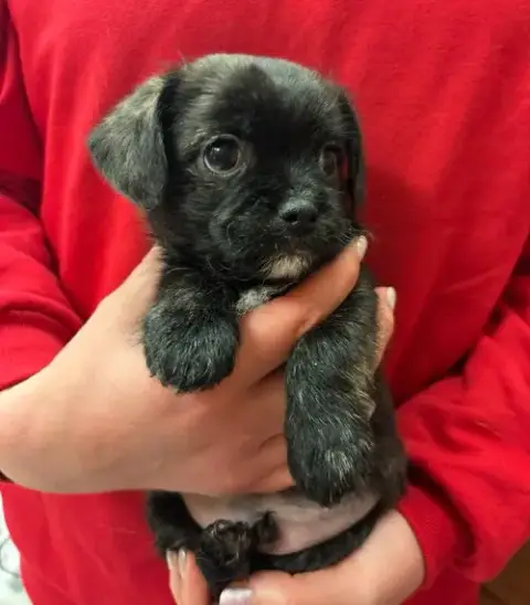 Tux
