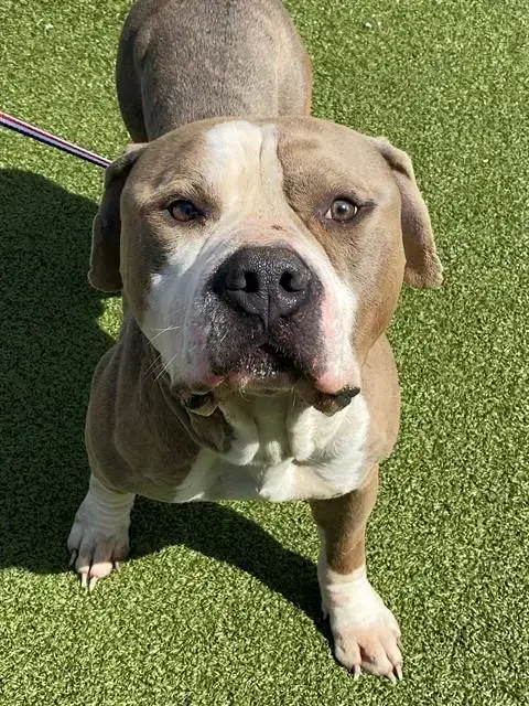 Milo