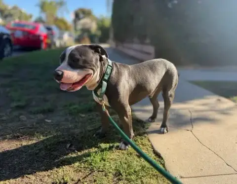 Benny photo 4