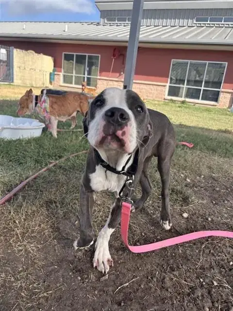 Santana
