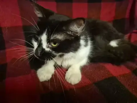 Jessie