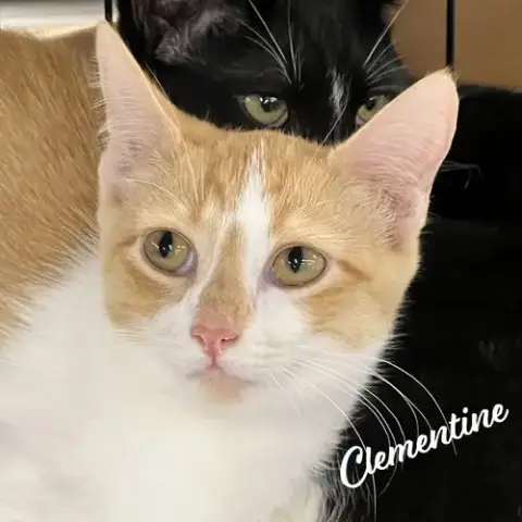 Clementine #Sister-Of-Herb