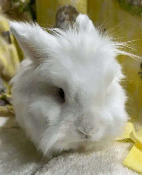 Duncan