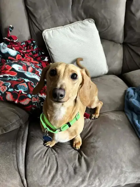 Louie photo 3