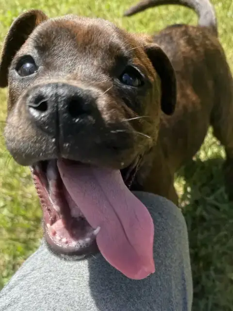 Bonita