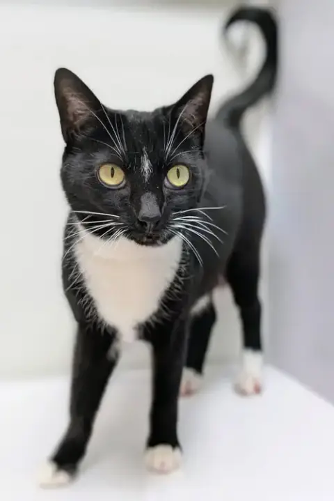 Pretty Girl