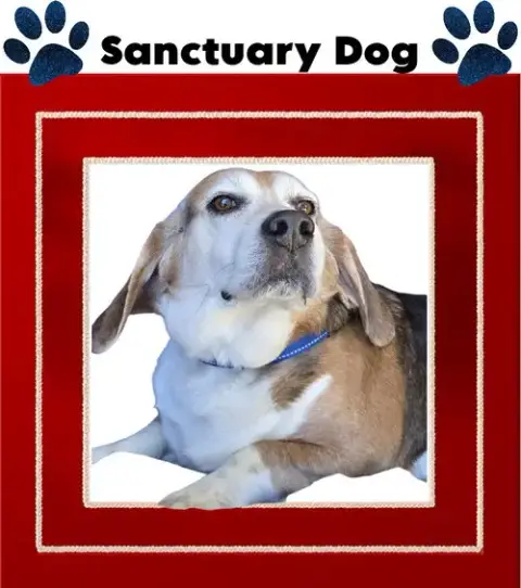 Ace The Adorable Beagle!