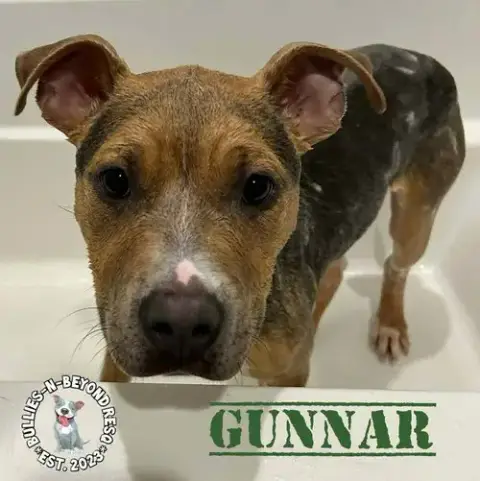 Gunnar photo 4