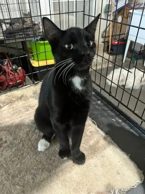 Pepper photo 3