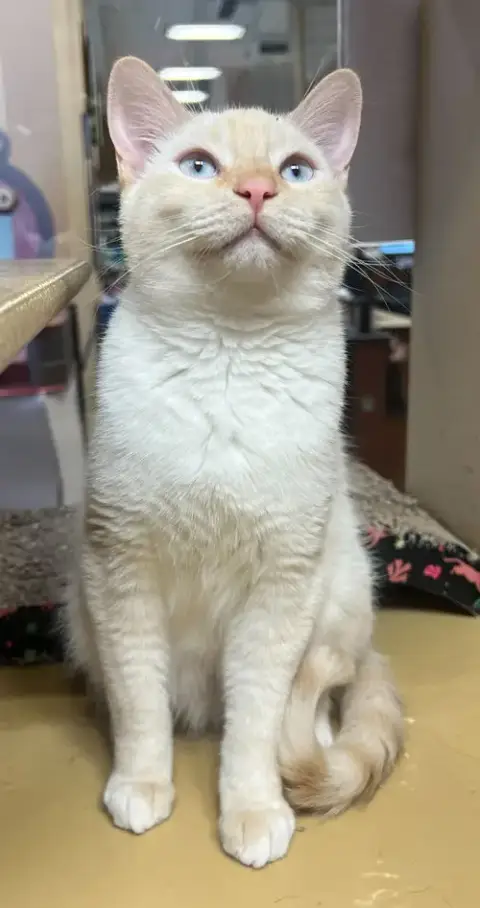 Noel
