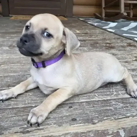 Peanuts Pups