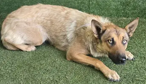 Cotton
