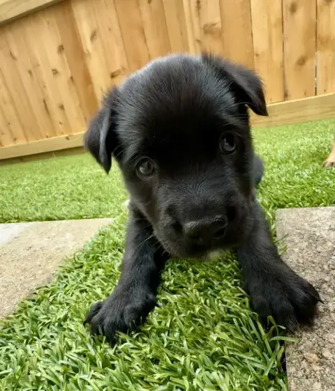 Java