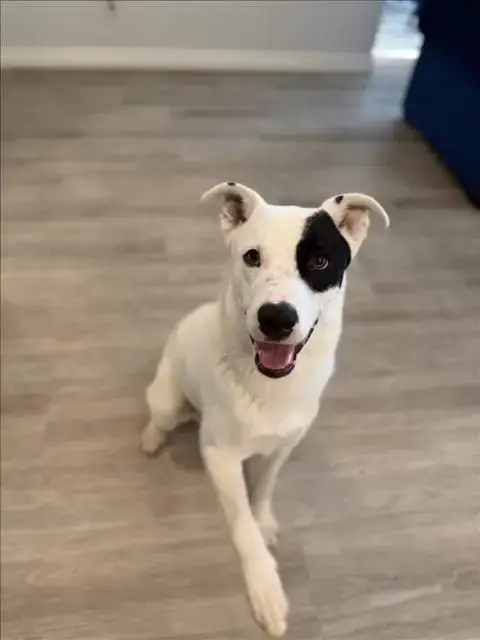 Jimmy