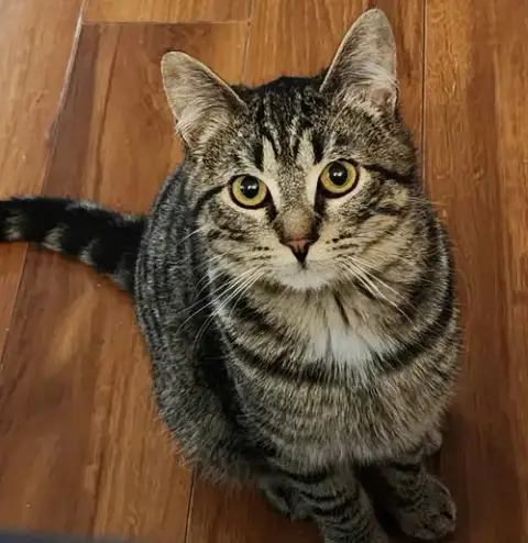 Ace