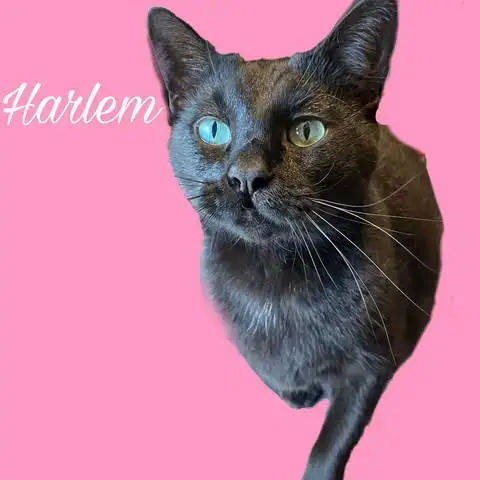 Harlem