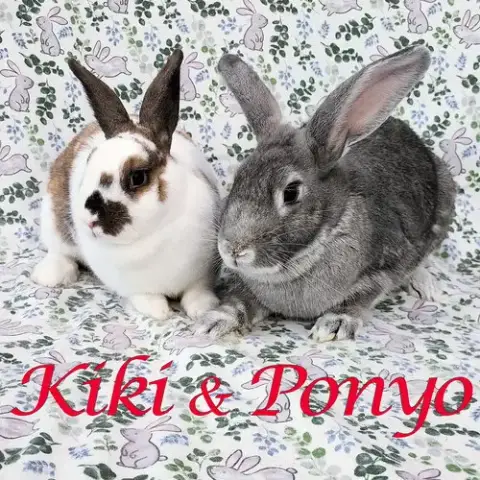 Kiki